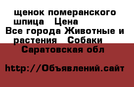 щенок померанского шпица › Цена ­ 45 000 - Все города Животные и растения » Собаки   . Саратовская обл.